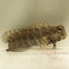 Lawnmower Blenny (Salarias fasciatus)