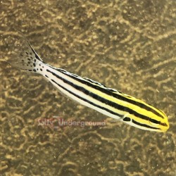 Grammistes Striped Blenny (Meiacanthius grammistes)