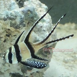 Banggai Cardinal (Pterapogon kauderni)
