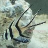 Banggai Cardinal (Pterapogon kauderni)
