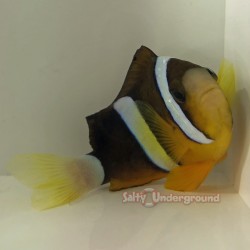 Clarkii Clownfish (Amphiprion Clarkii)