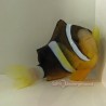 Clarkii Clownfish (Amphiprion Clarkii)