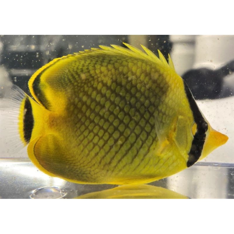 Latticed Butterflyfish (Chaetodon rafflesi)