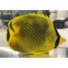 Latticed Butterflyfish (Chaetodon rafflesi)