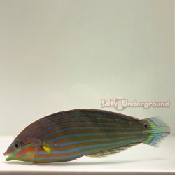 Melanurus Wrasse - Male (Halichoeres melanurus)