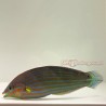 Melanurus Wrasse - Male (Halichoeres melanurus)