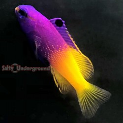 Royal Gramma Basslet (Gramma loreto)