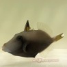 Whitetail Trigger (Sufflamen chrysopterus)