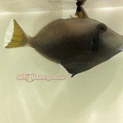 Whitetail Trigger (Sufflamen chrysopterus)
