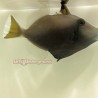 Whitetail Trigger (Sufflamen chrysopterus)