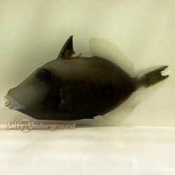 Whitetail Trigger (Sufflamen chrysopterus)