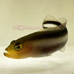 Rainbow Pseudochromis (Pseudochromis bitaeniatus)