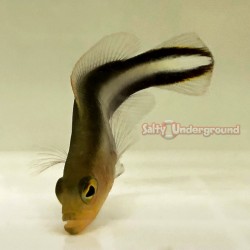 Rainbow Pseudochromis (Pseudochromis bitaeniatus)