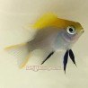 Bluefin Damsel (Neoglyphidodon melas)