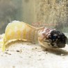 Tiger Jawfish (Opistognathus sp.)