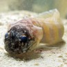 Tiger Jawfish (Opistognathus sp.)