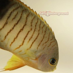 Eibli Angelfish (Centropyge eibli)