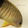 Eibli Angelfish (Centropyge eibli)