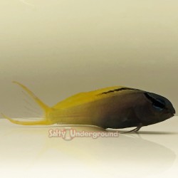 Forktail Blenny (Meiacanthus atrodorsal)