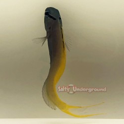 Forktail Blenny (Meiacanthus atrodorsal)