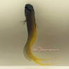 Forktail Blenny (Meiacanthus atrodorsal)