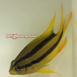 Black and Gold Chromis (Neoglyphidodon nigroris)