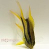 Black and Gold Chromis (Neoglyphidodon nigroris)