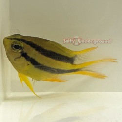 Black and Gold Chromis (Neoglyphidodon nigroris)