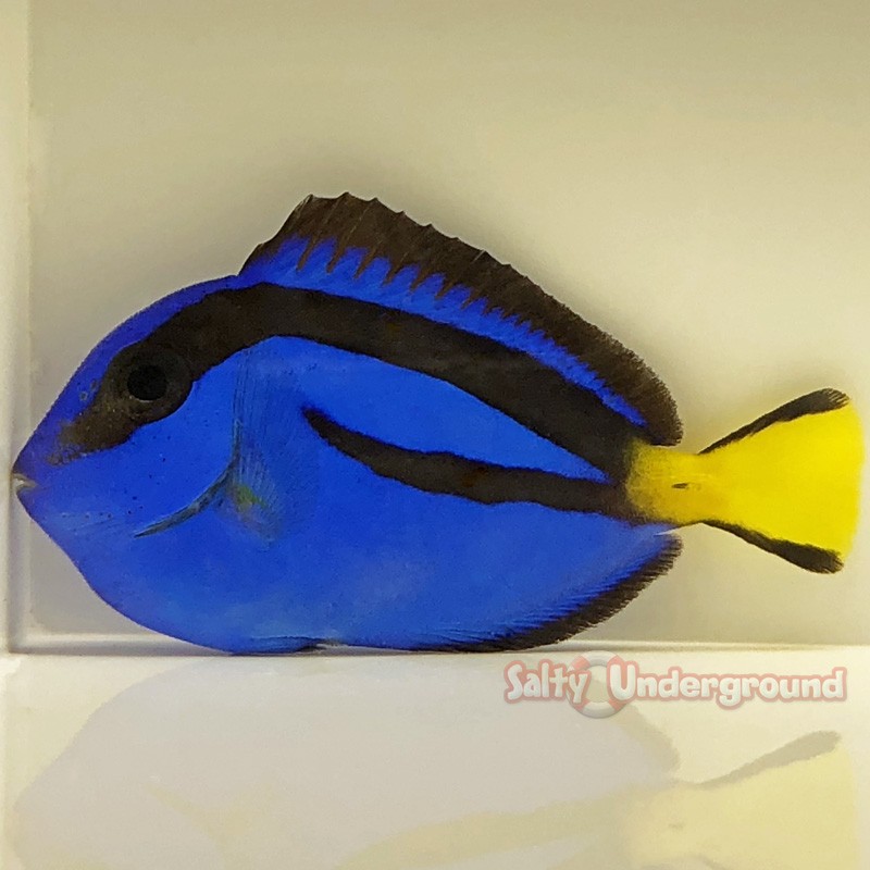 Blue Hippo Tang (Paracanthurus hepatus)