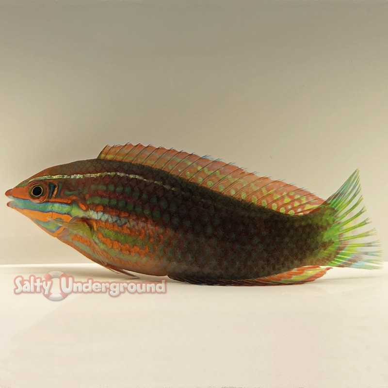 Christmas Wrasse Indo Pacific Halichoeres