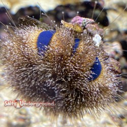 tuxedo urchin