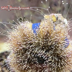 Salty Underground: Blue Tuxedo Urchin (Mespilia sp.)