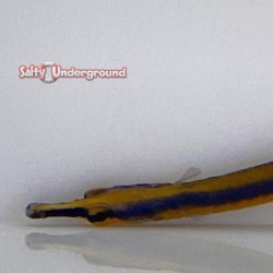 Pipefish face