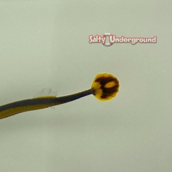 Pipefish tail