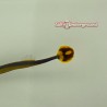Pipefish tail