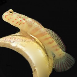 Pink Spot Watchman Goby (Cryptocentrus Leptoceph)