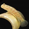 Pink Spot Watchman Goby (Cryptocentrus Leptoceph)