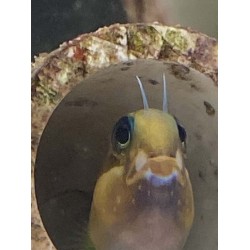 Midas Blenny (Ecsenius midas)