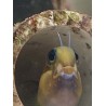 Midas Blenny (Ecsenius midas)