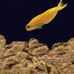 Midas Blenny (Ecsenius midas)