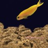 Midas Blenny (Ecsenius midas)