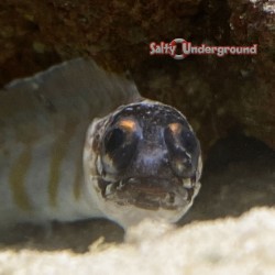 Tiger Jawfish (Opistognathus sp.)