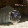 Tiger Jawfish (Opistognathus sp.)
