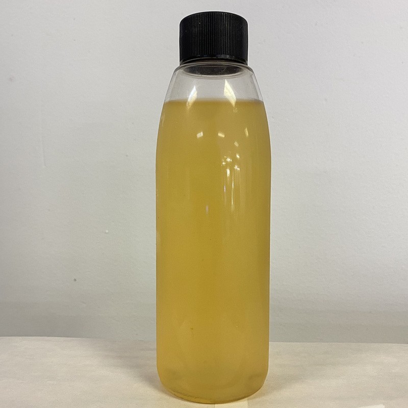 Salty Underground: Isochysis Galbana Phytoplankton