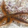 Brittle Starfish (Ophiocoma sp.) Red