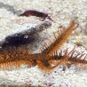 Brittle Starfish (Ophiocoma sp.) Red