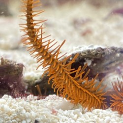 Brittle Starfish (Ophiocoma sp.) Red