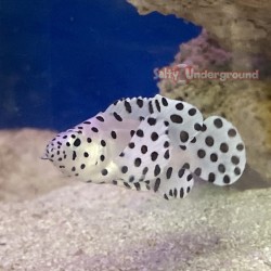 Panther Grouper...