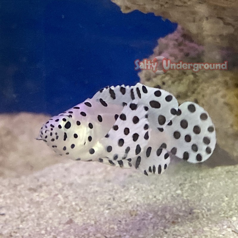 Panther Grouper  (Cromileptes altivelis)