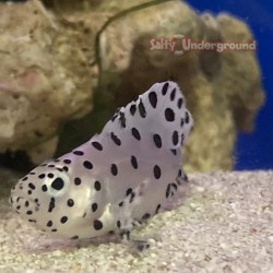 Panther Grouper  (Cromileptes altivelis)